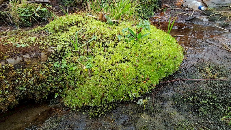 Rhizomnium punctatum - © Barry Stewart