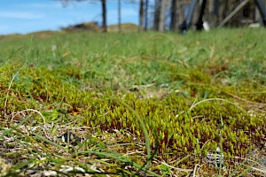 Bryum pallescens Tall-clustered Thread-moss