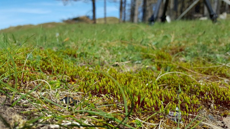 Bryum pallescens - © Barry Stewart