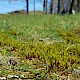 Bryum pallescens