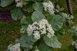 Sorbus aria Common Whitebeam