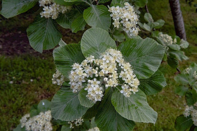 Sorbus aria - © Charles Hipkin