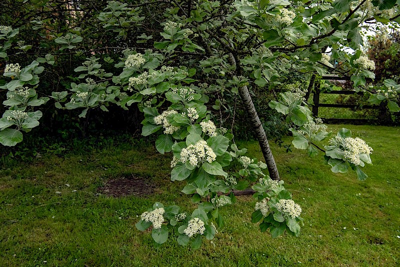 Sorbus aria - © Charles Hipkin