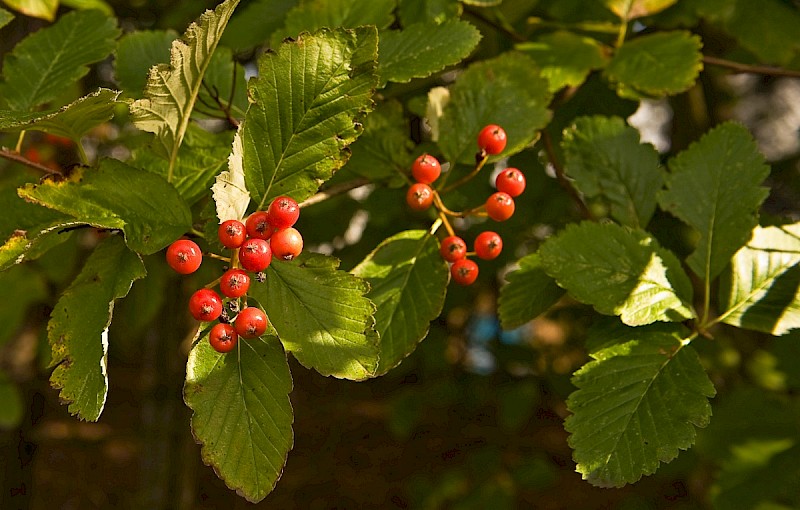 Sorbus intermedia - © Charles Hipkin