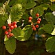 Sorbus intermedia