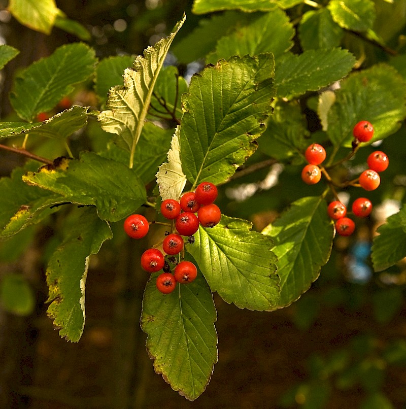 Sorbus intermedia - © Charles Hipkin