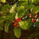 Sorbus intermedia