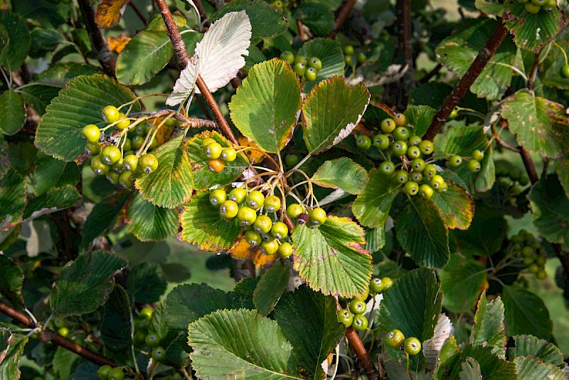 Sorbus aria - © Charles Hipkin