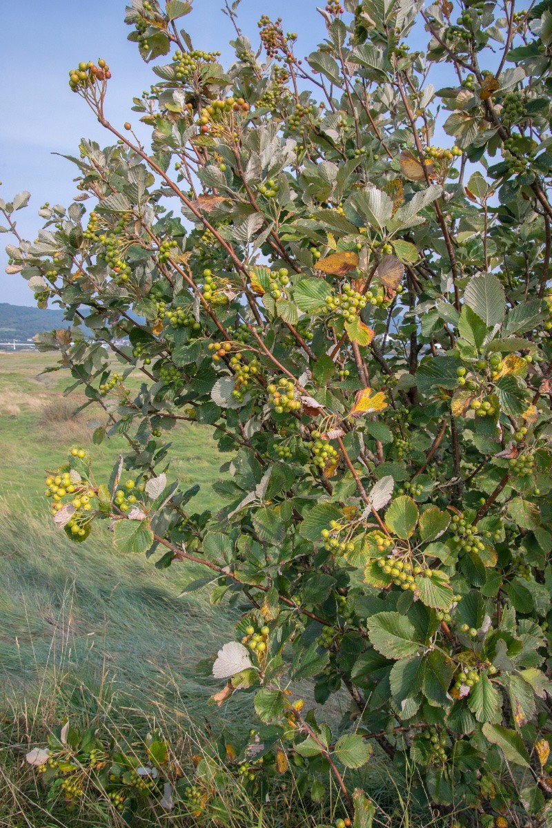 Sorbus aria - © Charles Hipkin