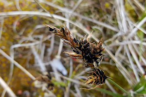 Anthracoideaceae