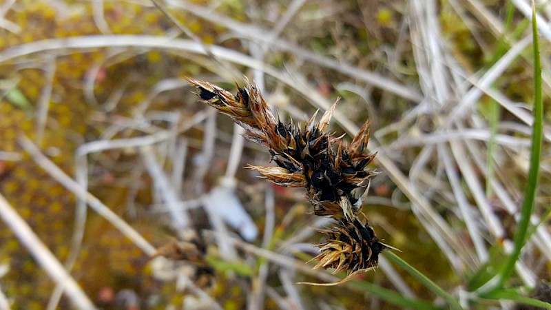 Anthracoidea arenariae - © Barry Stewart