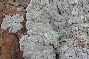 Diploicia canescens Lobed Button Lichen