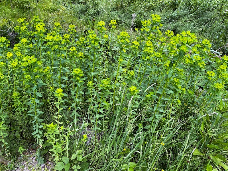 Euphorbia dulcis - © Charles Hipkin