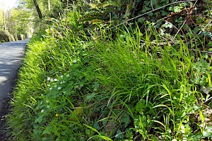 Brachypodium sylvaticum False Brome