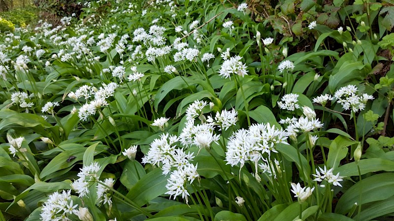 Allium ursinum - © Barry Stewart