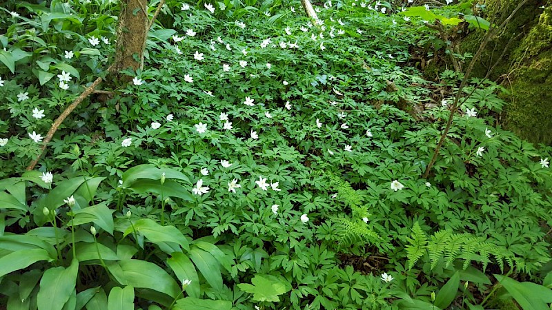 Anemone nemorosa - © Barry Stewart