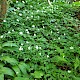 Anemone nemorosa