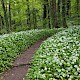 Allium ursinum