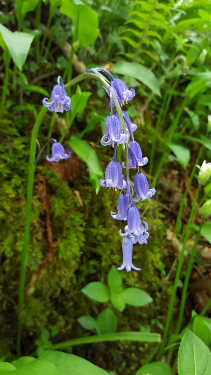 Hyacinthoides non-scripta - © Barry Stewart