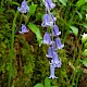 Hyacinthoides non-scripta