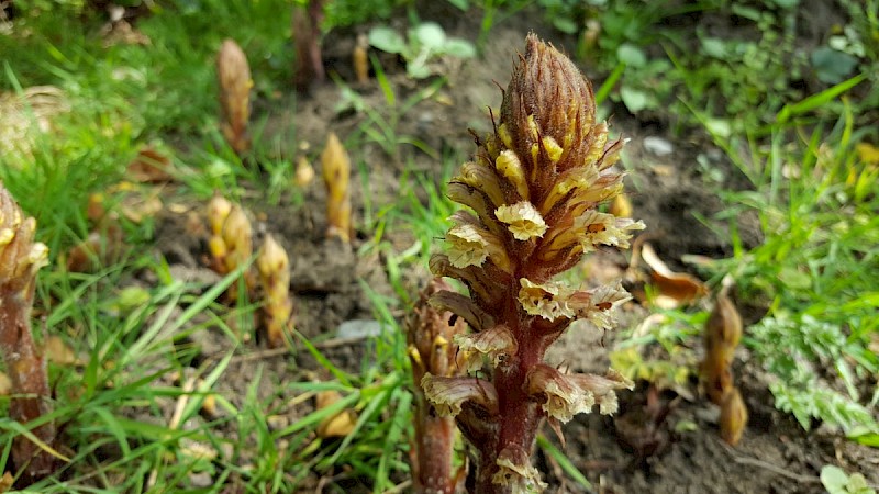 Orobanche hederae - © Barry Stewart