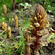 Orobanche hederae