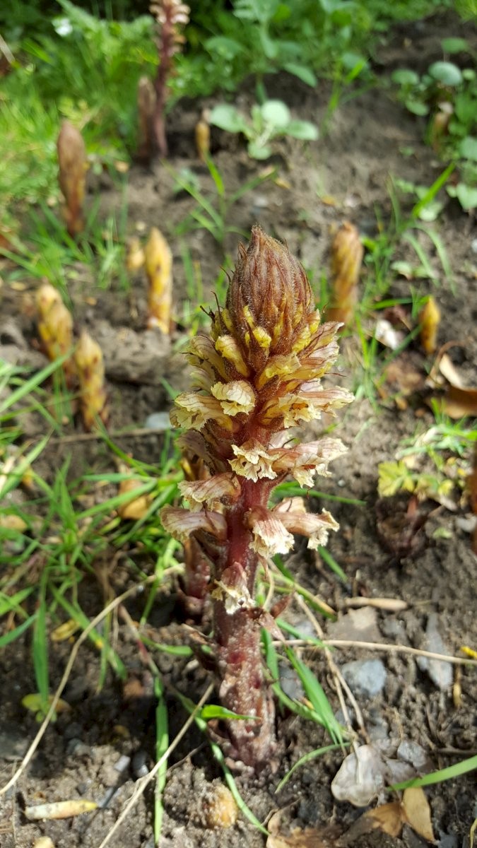 Orobanche hederae - © Barry Stewart