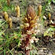 Orobanche hederae