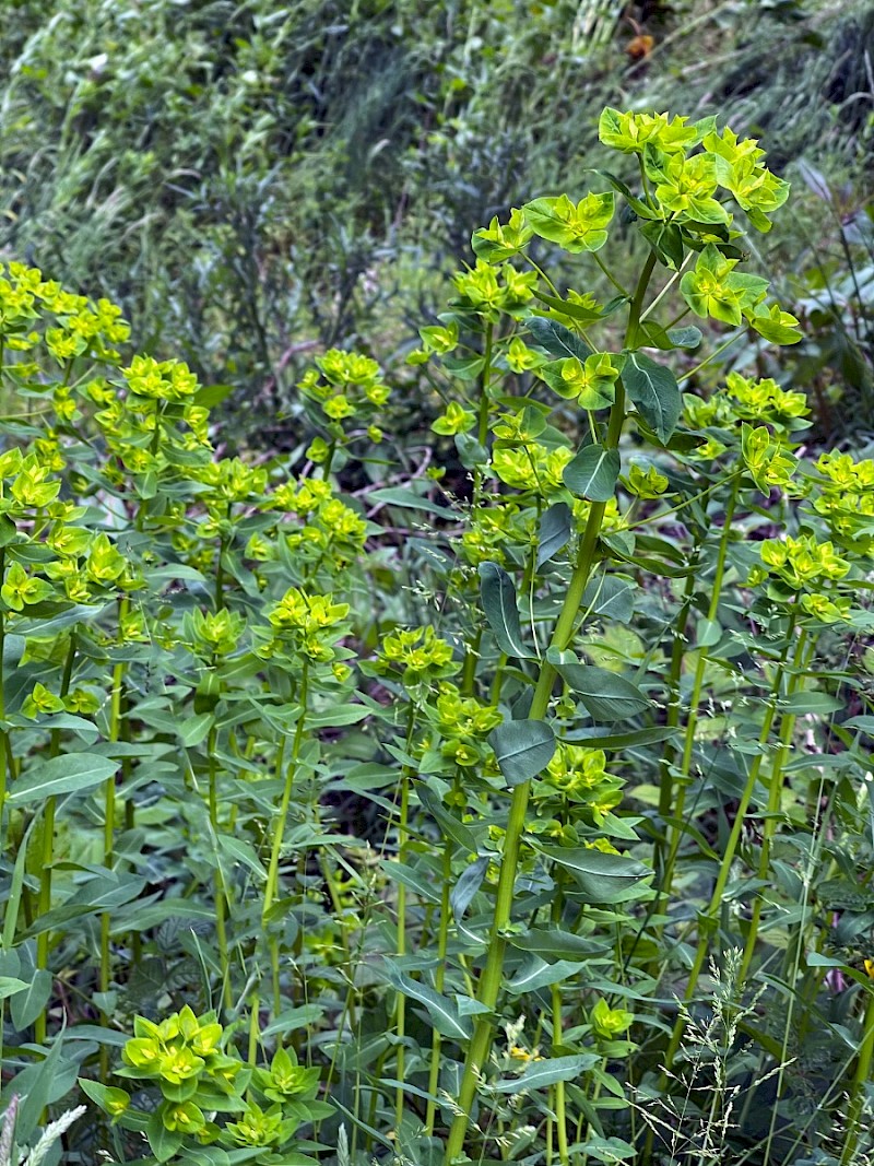 Euphorbia dulcis - © Charles Hipkin