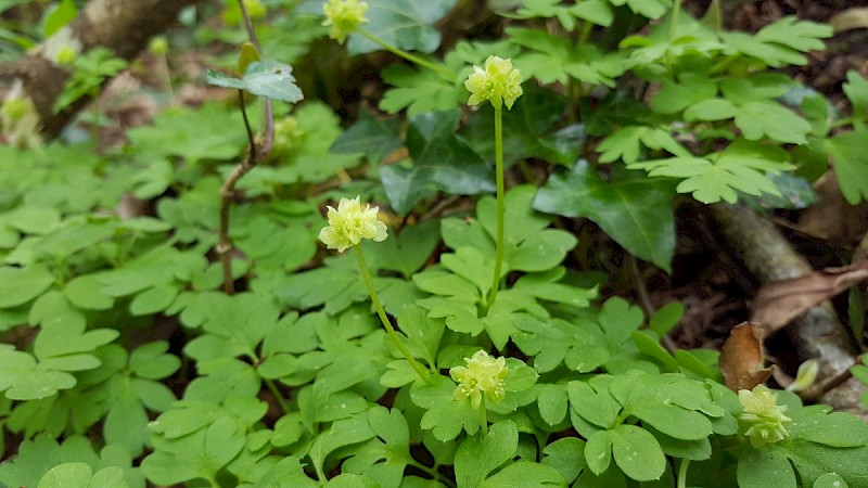 Adoxa moschatellina - © Barry Stewart