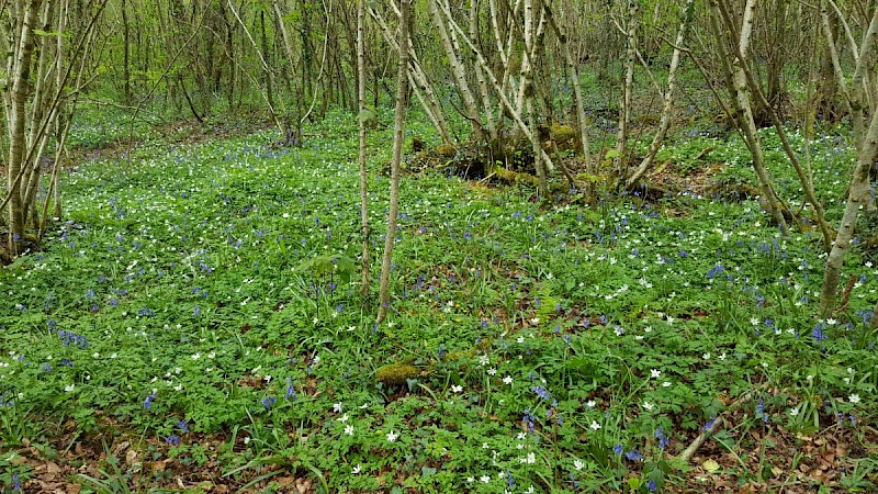 Anemone nemorosa - © Barry Stewart