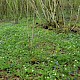 Anemone nemorosa