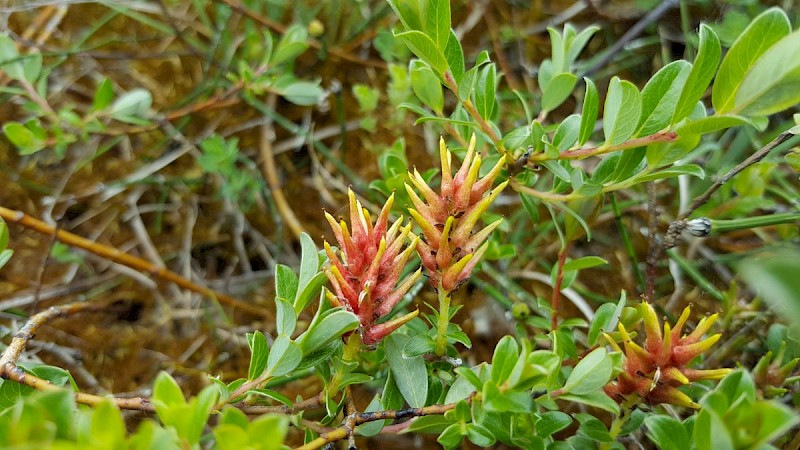 Salix repens - © Barry Stewart