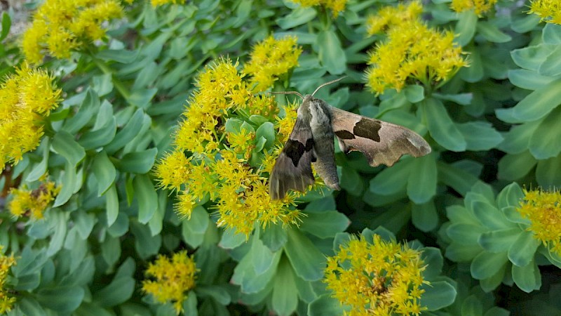 Sedum rosea - © Barry Stewart