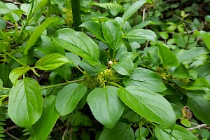 Rhamnus cathartica Buckthorn