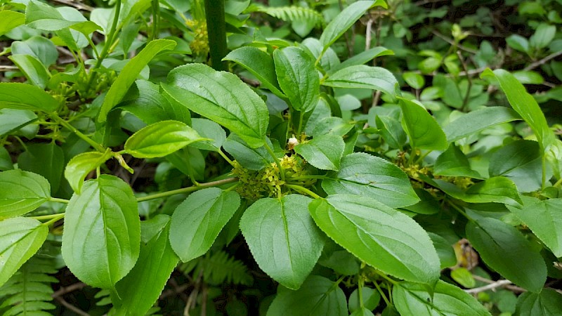 Rhamnus cathartica - © Barry Stewart