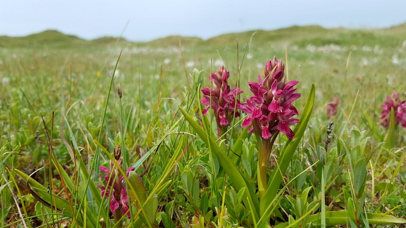 Dactylorhiza incarnata subsp. coccinea - © Barry Stewart