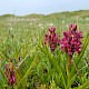 Dactylorhiza incarnata subsp. coccinea