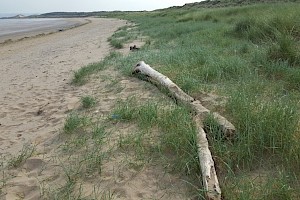 Elytrigia juncea subsp. boreoatlantica Sand Couch