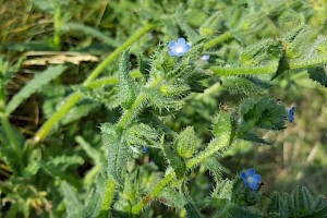 Anchusa arvensis Bugloss