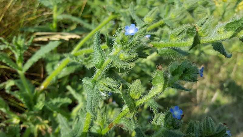 Anchusa arvensis - © Barry Stewart