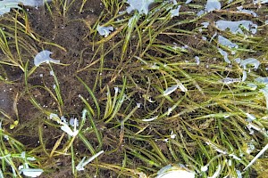 Potamogeton berchtoldii Small Pondweed