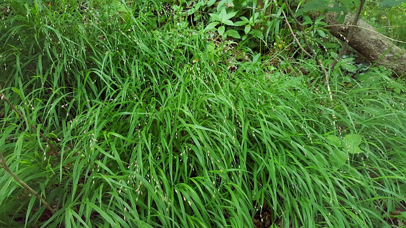 Melica uniflora - © Barry Stewart