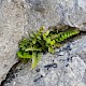 Asplenium marinum