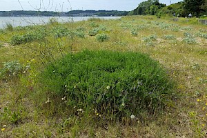 Medicago sativa subsp. sativa Lucerne