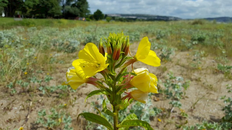 Oenothera x fallax - © Barry Stewart