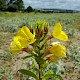 Oenothera x fallax