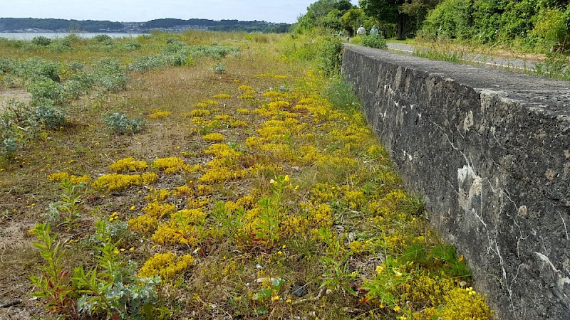 Sedum acre - © Barry Stewart