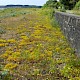 Sedum acre