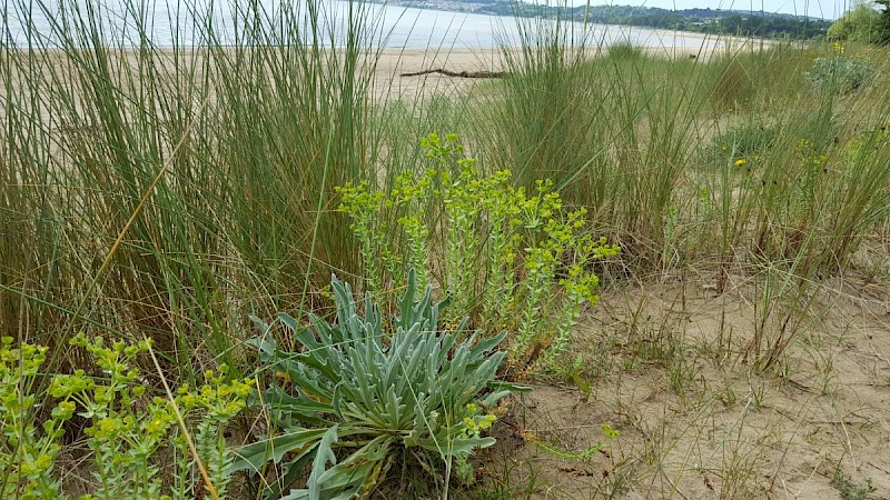 Euphorbia paralias - © Barry Stewart